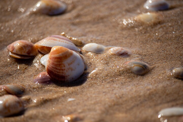 Beautiful seashells lie on the wet sand.