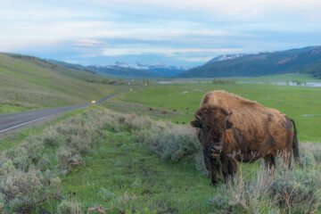 the natural park of Yellowstone in Usa