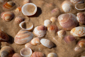 Beautiful seashells lie on the wet sand.