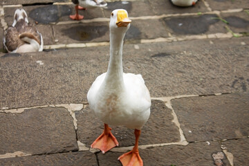 white goose near the pond 