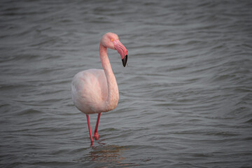 Pink Flamingo in the shallows of lagoon in the South of France bear Montpellier