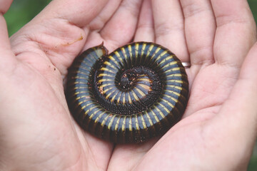 High angle shot of a person holding a Julid in his hands