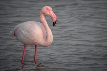 Obraz premium Pink Flamingo in the shallows of lagoon in the South of France bear Montpellier