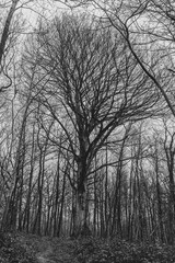 Fototapeta na wymiar L'arbre ensorcelé dans la forêt d'hiver