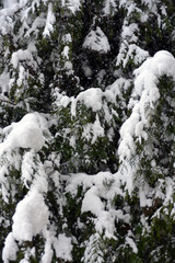 Winter landscape. Fabulous spruce in the snow. Close-up.