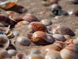 Beautiful seashells lie on the wet sand.