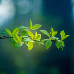 Beautiful, fresh leaves of the bird cherry tree in the spring. Natural sceney with shallow depth of field. Spring leaves in Northern Europe.