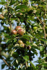 Hochformat: Grüne Äpfel (noch unreif) an den Zweigen in einem Apfelbaum im Sommer