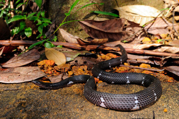 Sri Lankan Wolf Snake // Sri Lanka Wolfsnatter (Lycodon carinatus)
