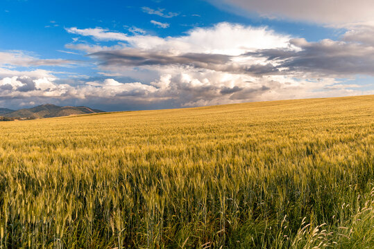 Campo di grano, paesaggio rurale nella Sardegna del Sud, Italia, Europa 