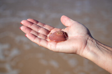 Shell in the hand of a man