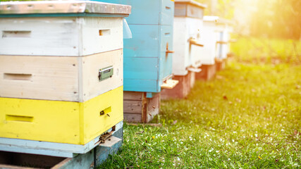 rows of beehives under branches of cherry blossoms in spring on sunset. Preparing for honey...