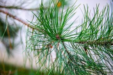 Conifer. Green pine branch with long needles.