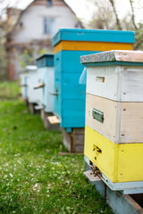 Two rows of beehives under branches of cherry blossoms in spring. Preparing for honey harvests. Collecting pollen for sale