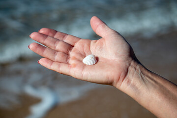 Shell in the hand of a man