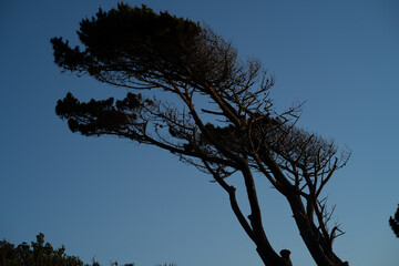 silhouette of a tree
