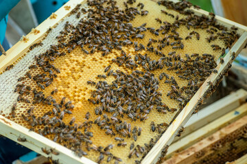 Bees on the honeycomb, top view. Honey cell with bees. Apiculture. Apiary. Wooden beehive and bees. beehive with honey bees, frames of the hive, top view. Soft focus.