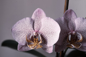 purple orchid flower