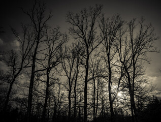 Fototapeta na wymiar silhouette of trees 