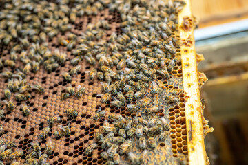 Bees on the honeycomb, top view. Honey cell with bees. Apiculture. Apiary. Wooden beehive and bees....