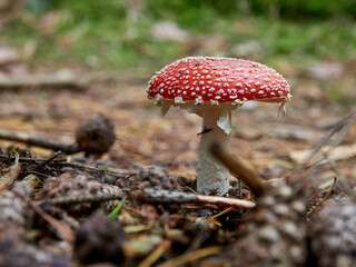 Roter Fliegenpilz, Amanita muscaria