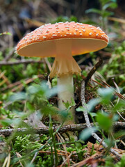Roter Fliegenpilz, Amanita muscaria