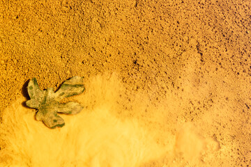Fig leaf on yellow mud, rio Tinto river, Andalusia Spain.