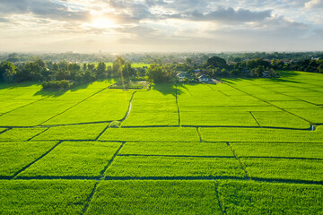 Land or landscape of green field in aerial view. Plot of land for agricultural farm, farmland or plantation with crop, rice. Also sale, investment. Rural area with nature at countryside in Chiang mai.