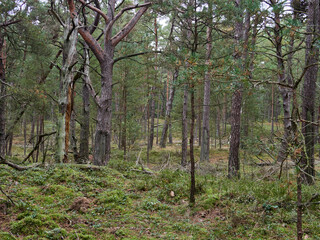 Mystischer Darßer Urwald, Nationalpark Vorpommersche Boddenlandschaft, Mecklenburg Vorpommern, Deutschland