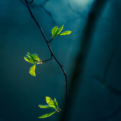 Beautiful, fresh leaves of the bird cherry tree in the spring. Natural sceney with shallow depth of field. Spring leaves in Northern Europe. © dachux21