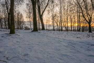 Freeze landscape of the forest during the sunset. Trees are highlighted by the sunlight.