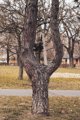 Odd shaped tree at an outdoors park. Sidewalk and sitting benches in the background. Portrait format focused on natural beauty