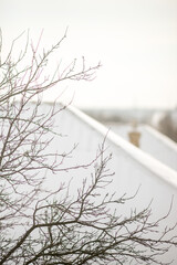 Bare tree and white snow on rural roof