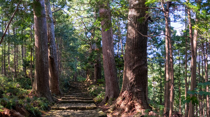 Fototapeta premium Part of Kumano Kodo pilgrimage trail leading through the forest to Kumano Nachi Taisha Shinto shrine in Wakayama Prefecture, Japan.