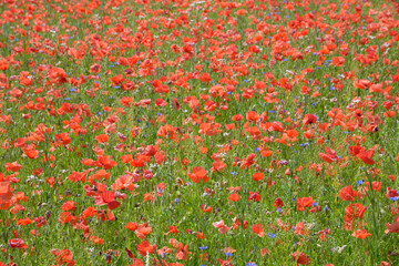 Fototapeta premium champs de coquelicot en fleur en été