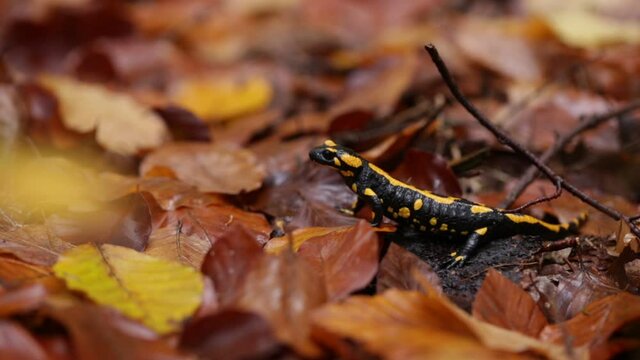 Fire salamander salamandra salamandra, poisoned amphibian. Wildlife scene from Czech Republic. Animals in natural environment.