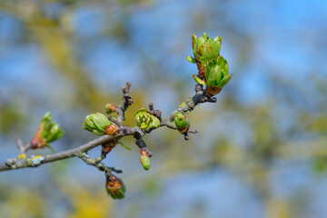 Frische grüne Triebe und Knospen im Frühling an einem Baum vor einem blauen Himmel