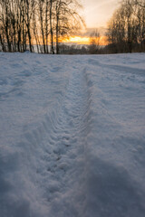 Freeze landscape of the forest during the sunset. Trees are highlighted by the sunlight.