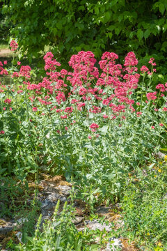 Centranthus ruber Rote Spornblume in Blüte
