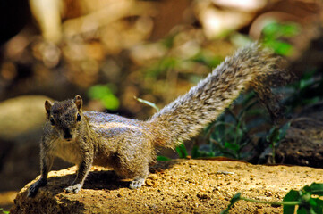 Indian palm squirrel // Gestreiftes Palmenhörnchen, Indisches Palmenhörnchen (Funambulus cf....