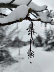 snow covered branches