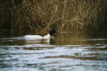 Gänsesäger Erpel, Mergus merganser auf einem Fluss