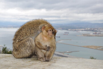 Cute ape cub looks right side. Furry Barbary macaques in Gibraltar. Primate animals mum and baby...
