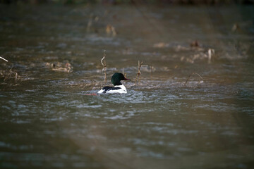 Gänsesäger Erpel, Mergus merganser auf einem Fluss