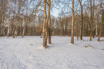 Freeze landscape of the forest during the sunset. Trees are highlighted by the sunlight.