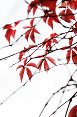 foglie autunno foto artistica
