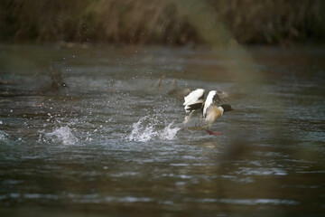 Gänsesäger Erpel, Mergus merganser auf einem Fluss