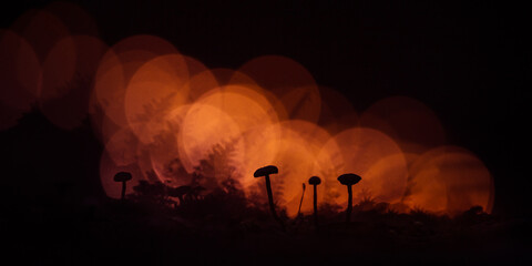 An artistic silhouettes of small mushrooms with colorful bokeh in the background. Small fungi growing on a forest floor.