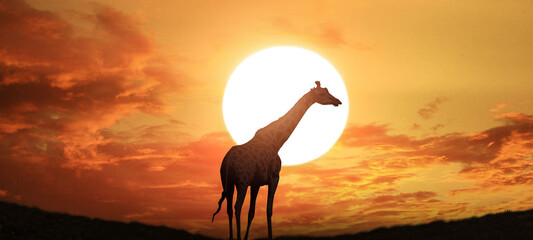 A silhouette of a giraffe at sunset.
