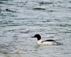 Gänsesäger Erpel, Mergus merganser auf einem Fluss